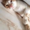 Zohra - Blooming Pets - Petsitting et garde d'animaux à domicile