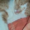 Zohra - Blooming Pets - Petsitting et garde d'animaux à domicile