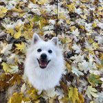 Image de profil de Tom - Blooming Pets - Petsitting et garde d'animaux à domicile