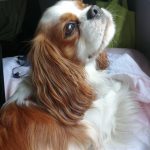 Utah Mon Chien  Cavalier King Charles Spaniel Femelle - Garde d'animaux à domicile