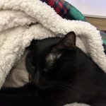 Billy Mon Chat  Croisé Mâle stérilisé - Garde d'animaux à domicile