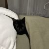 Images de profil de Agathe - Blooming Pets - Petsitting et garde d'animaux à domicile