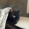Images de profil de Agathe - Blooming Pets - Petsitting et garde d'animaux à domicile