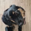 Images de profil de Alexiane - Blooming Pets - Petsitting et garde d'animaux à domicile