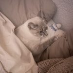 Simba Mon Chat  Européen Mâle stérilisé - Garde d'animaux à domicile