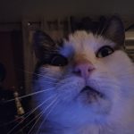 Minou Mon Chat  Chat de gouttière (Commun) Mâle stérilisé - Garde d'animaux à domicile