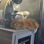 Heva Mon Chat  Chat de gouttière (Commun) Femelle - Garde d'animaux à domicile