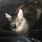 Rox Mon Chat  Chat de gouttière (Commun) Mâle stérilisé - Garde d'animaux à domicile