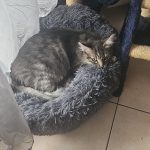 Rooky Mon Chat  Chat de gouttière (Commun) Mâle stérilisé - Garde d'animaux à domicile