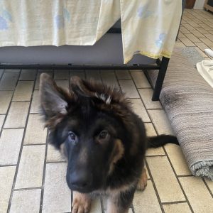 Images de profil de Alice - Blooming Pets - Petsitting et garde d'animaux à domicile