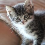 Vanille Vanille Mon Chat Européen Femelle - Garde d'animaux à domicile