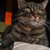 Images de profil de Aliciane - Blooming Pets - Petsitting et garde d'animaux à domicile