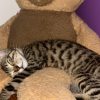 Images de profil de Alicia - Blooming Pets - Petsitting et garde d'animaux à domicile