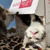 Images de profil de Alicia - Blooming Pets - Petsitting et garde d'animaux à domicile