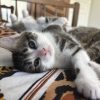 Images de profil de Alicia - Blooming Pets - Petsitting et garde d'animaux à domicile