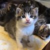 Images de profil de Alicia - Blooming Pets - Petsitting et garde d'animaux à domicile