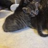 Images de profil de Alicia - Blooming Pets - Petsitting et garde d'animaux à domicile