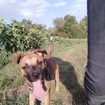 Bell Mon Chien  Croisé Femelle - Garde d'animaux à domicile