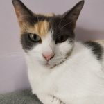 Naya Mon Chat  Croisé Femelle - Garde d'animaux à domicile