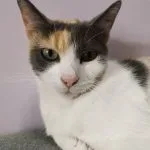 Naya Mon Chat  Croisé Femelle - Garde d'animaux à domicile