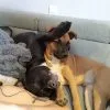 Images de profil de allan - Blooming Pets - Petsitting et garde d'animaux à domicile