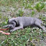 Arianna Mon Chien  Cane Corso Italiano Femelle stérilisée - Garde d'animaux à domicile