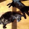Images de profil de Ambrine - Blooming Pets - Petsitting et garde d'animaux à domicile