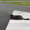 Images de profil de Ambrine - Blooming Pets - Petsitting et garde d'animaux à domicile