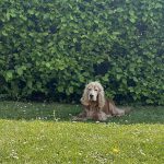 Bobby Mon Chien  Cocker Anglais Mâle - Garde d'animaux à domicile