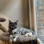 Alba Mon Chat  Maine Coon Femelle - Garde d'animaux à domicile