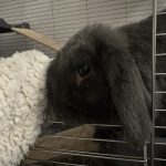 Maya Mon Lapin  Bélier nain Femelle - Garde d'animaux à domicile