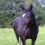 Roumba Mon Cheval  Cob Femelle - Garde d'animaux à domicile