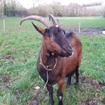 COLETTE Ma Chèvre  Alpine Femelle - Garde d'animaux à domicile