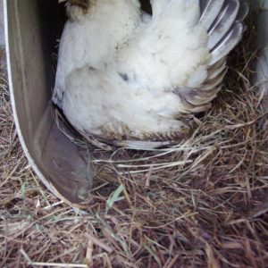 Images de profil de Amélie - Blooming Pets - Petsitting et garde d'animaux à domicile
