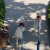 Images de profil de April - Blooming Pets - Petsitting et garde d'animaux à domicile