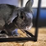 Barry Mon Lapin  Bélier nain Mâle - Garde d'animaux à domicile