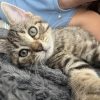 Images de profil de Anaelle - Blooming Pets - Petsitting et garde d'animaux à domicile