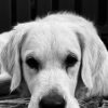Images de profil de Anaelle - Blooming Pets - Petsitting et garde d'animaux à domicile