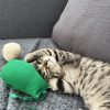 Images de profil de Anaelle - Blooming Pets - Petsitting et garde d'animaux à domicile