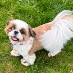 Ushi Mon Chien  Shih Tzu Femelle - Garde d'animaux à domicile