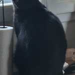 Orphée Mon Chat  Européen Femelle - Garde d'animaux à domicile