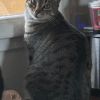 Images de profil de Anael - Blooming Pets - Petsitting et garde d'animaux à domicile