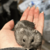 Images de profil de Anael - Blooming Pets - Petsitting et garde d'animaux à domicile
