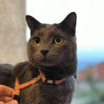 Pumba Mon Chat  Chartreux Mâle - Garde d'animaux à domicile