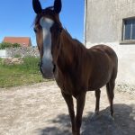 Viquette Mon Cheval  Trotteur Français Femelle - Garde d'animaux à domicile