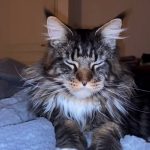 Simba Mon Chat  Maine Coon Mâle - Garde d'animaux à domicile