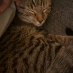 Nala Mon Chat  Chat de gouttière (Commun) Femelle - Garde d'animaux à domicile