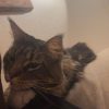 Images de profil de anaïs - Blooming Pets - Petsitting et garde d'animaux à domicile