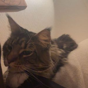 Images de profil de anaïs - Blooming Pets - Petsitting et garde d'animaux à domicile