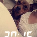 LILLIE Mon Chien  Pinscher Nain Femelle - Garde d'animaux à domicile